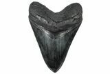 Serrated, Fossil Megalodon Tooth - South Carolina #307435-1